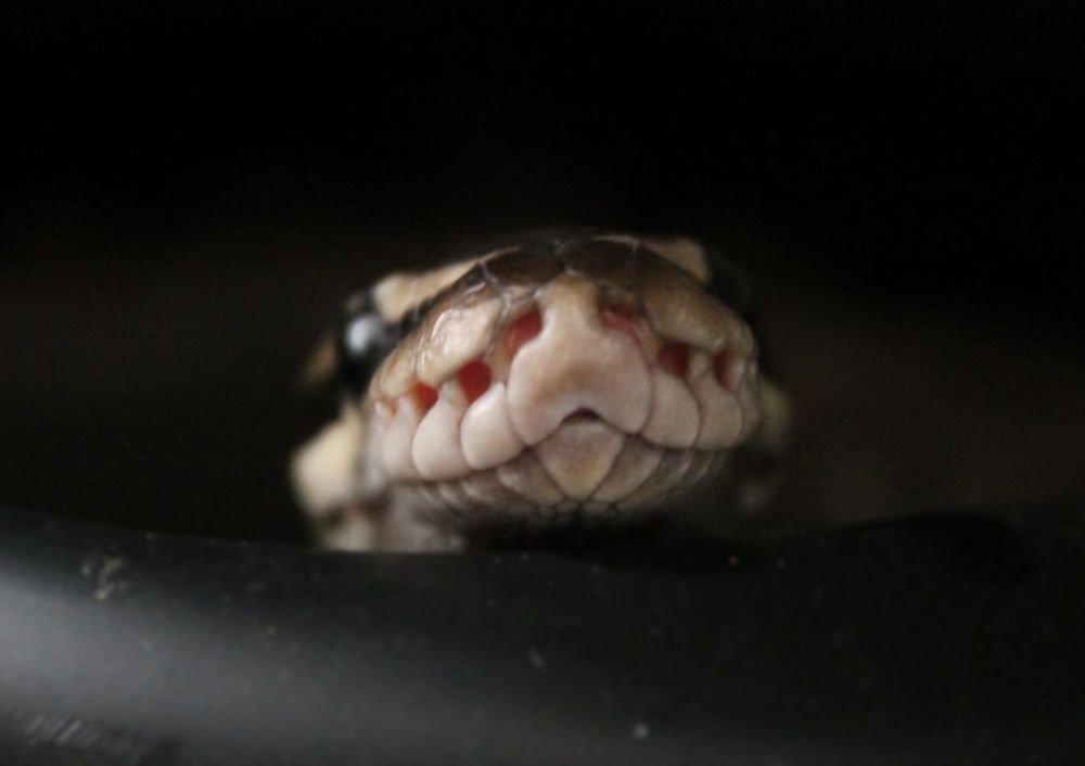 Питоны могут проглатывать что угодно