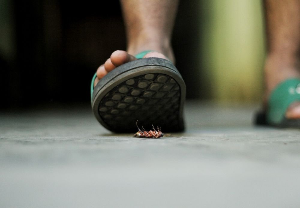 Тараканы-киборги будут спасать людей