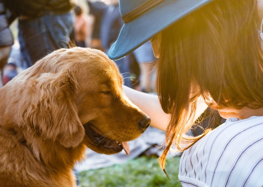 Для мозга крайне полезно гладить собак