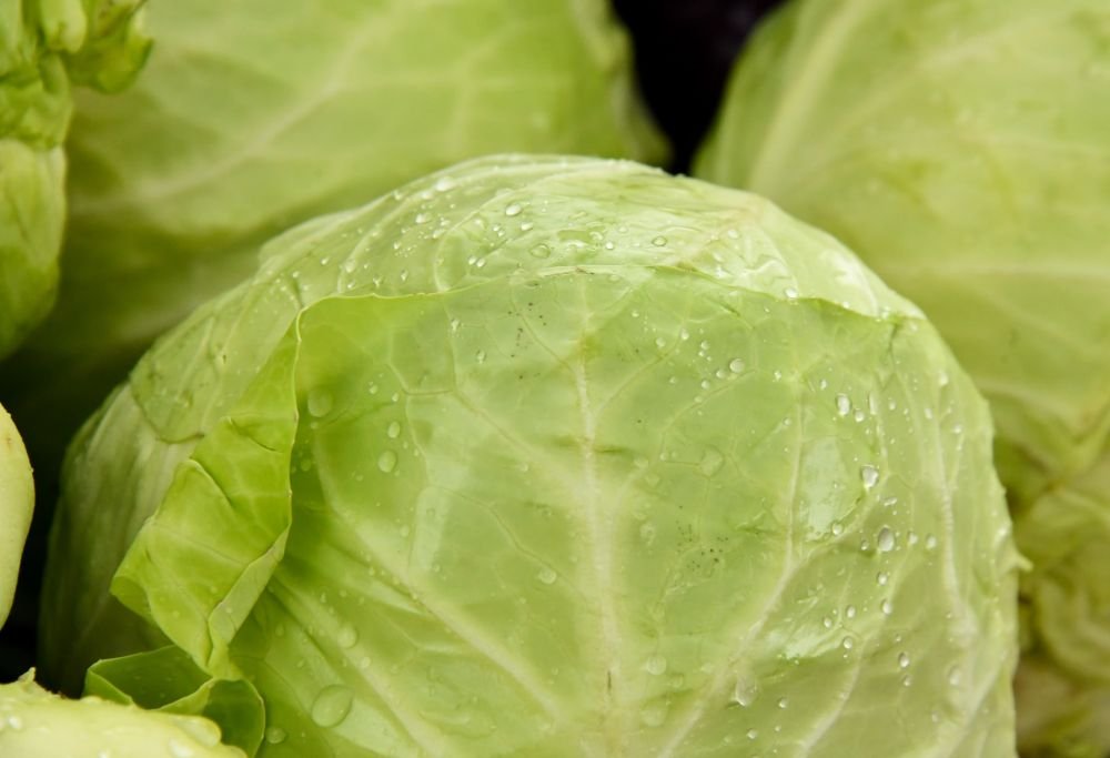 Мясников назвал главную опасность капусты