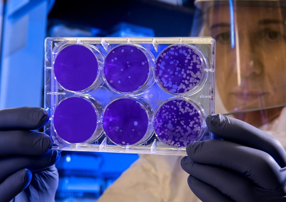 Выживаемость при раке зависит от клеток иммунитета